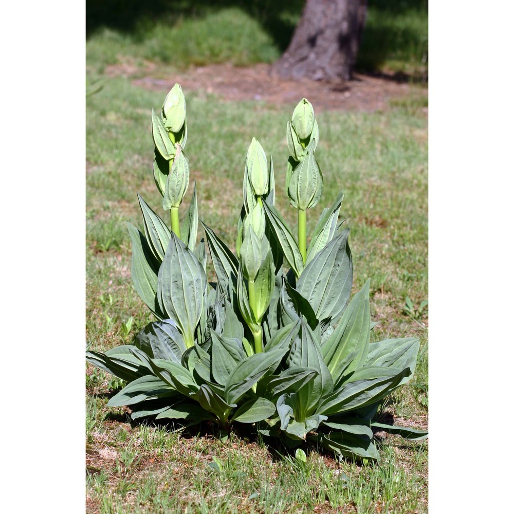 gentiana lutea l.