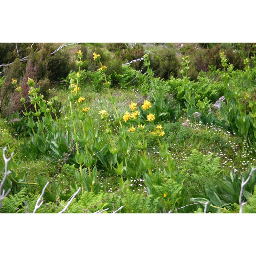 gentiana lutea l.