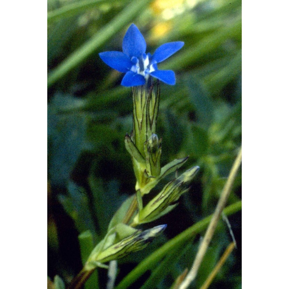 gentiana nivalis l.