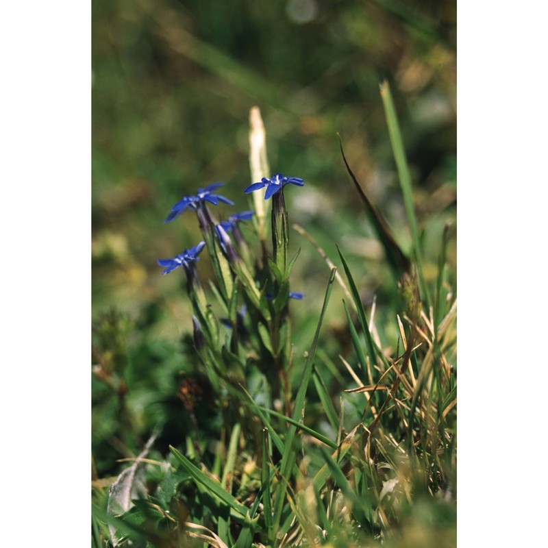 gentiana nivalis l.