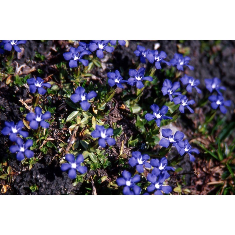 gentiana orbicularis schur