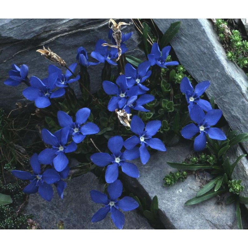 gentiana orbicularis schur