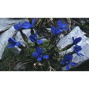 gentiana orbicularis schur