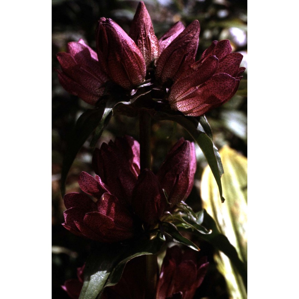 gentiana pannonica scop.