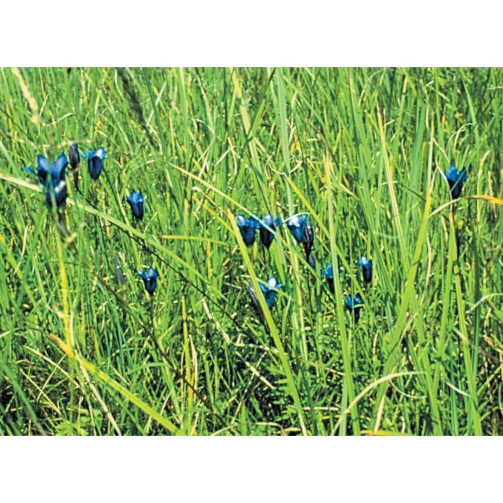 gentiana pneumonanthe l.