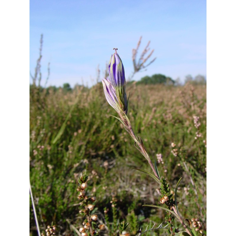 gentiana pneumonanthe l.