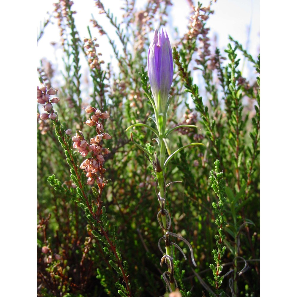 gentiana pneumonanthe l.