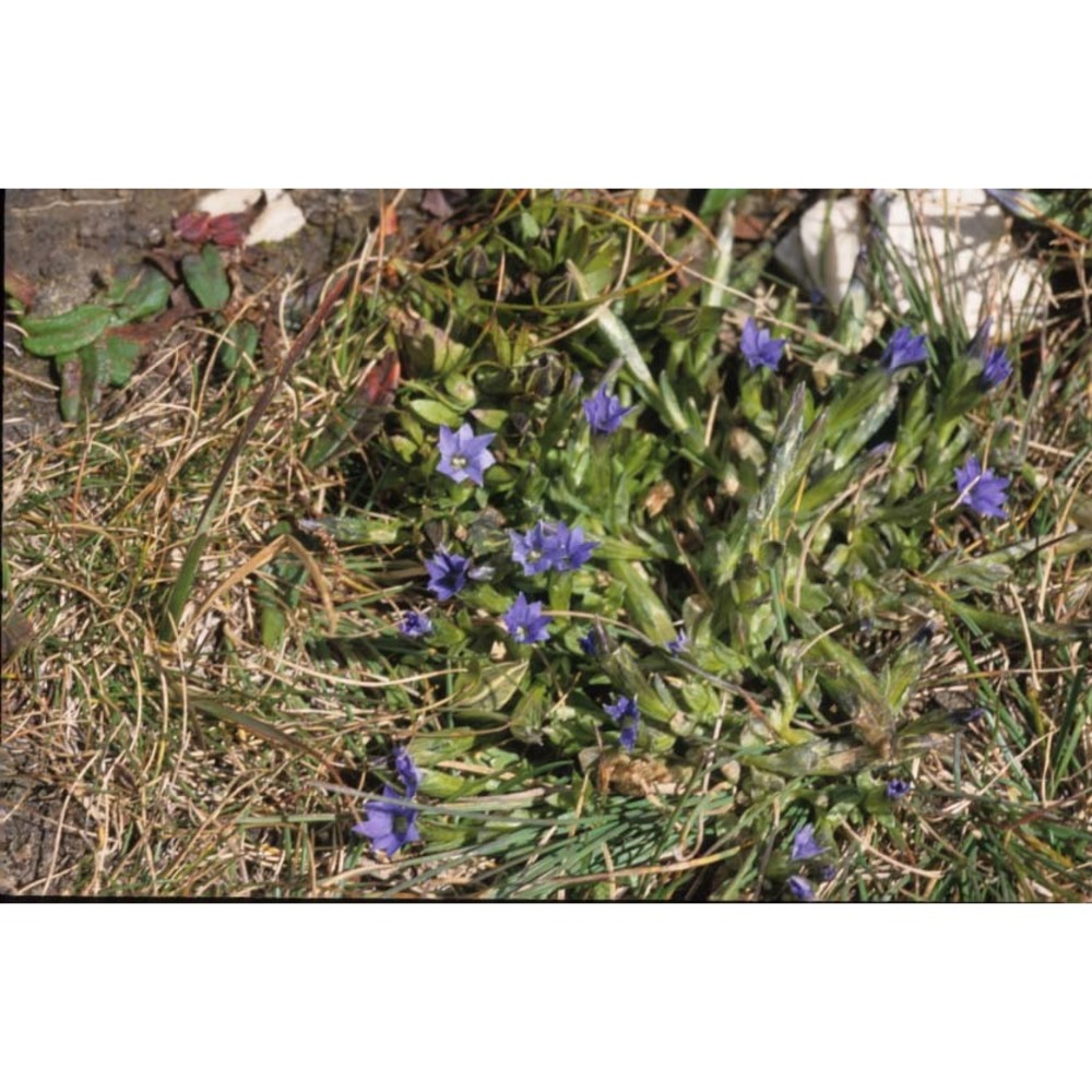 gentiana prostrata haenke