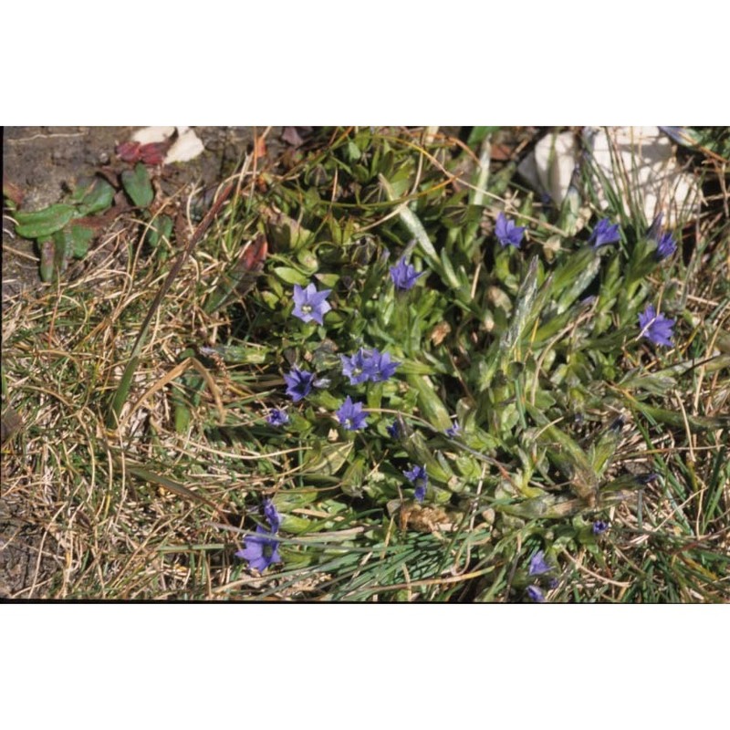 gentiana prostrata haenke