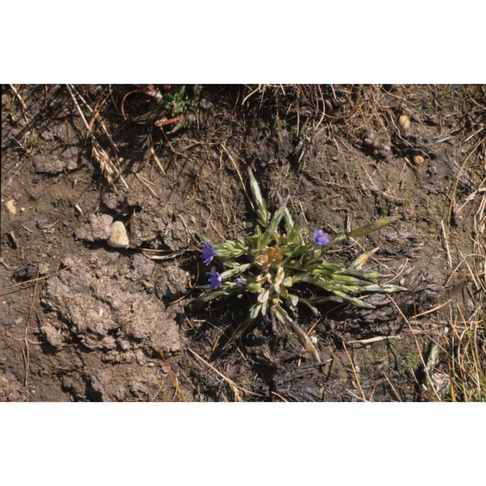 gentiana prostrata haenke