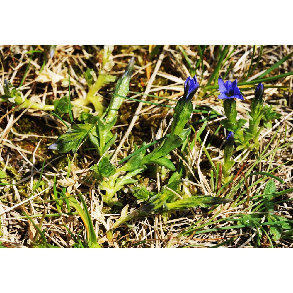 gentiana prostrata haenke