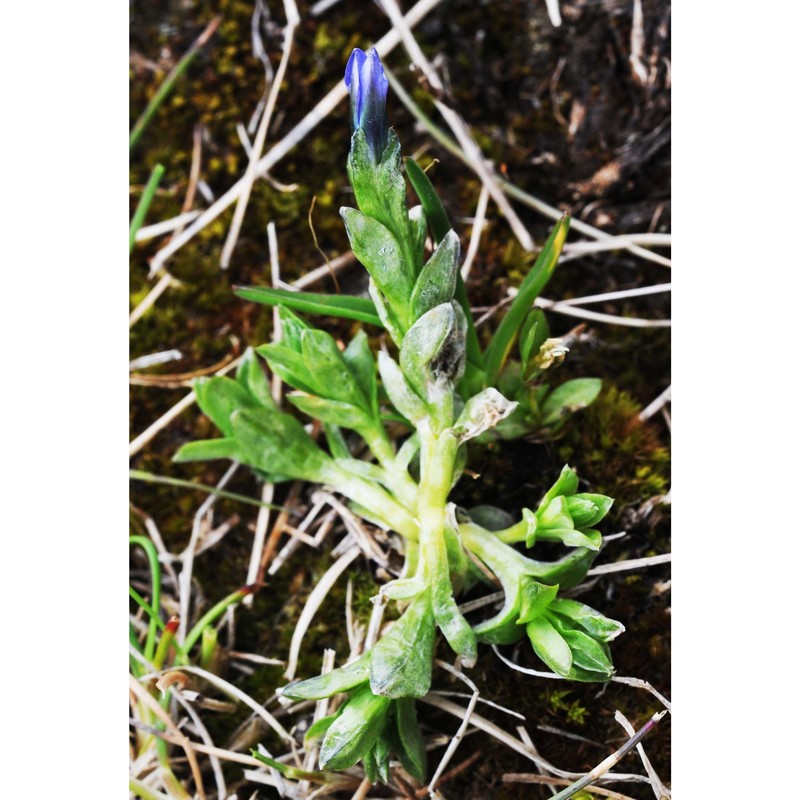 gentiana prostrata haenke