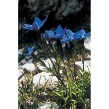 gentiana pumila jacq.