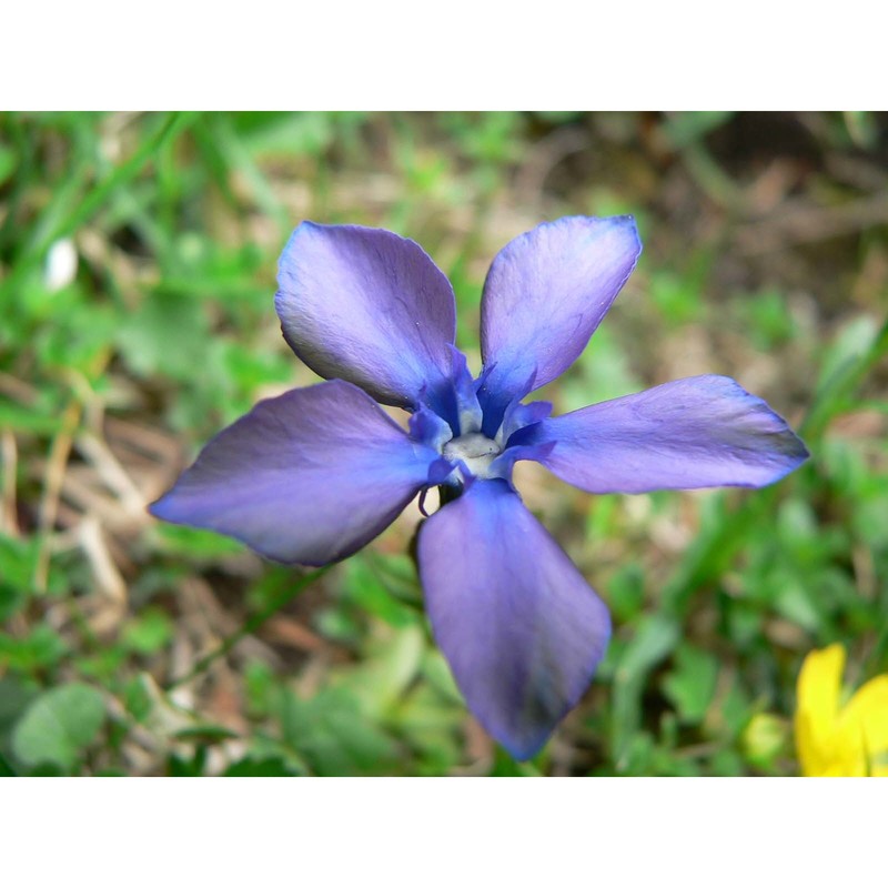 gentiana pumila jacq.