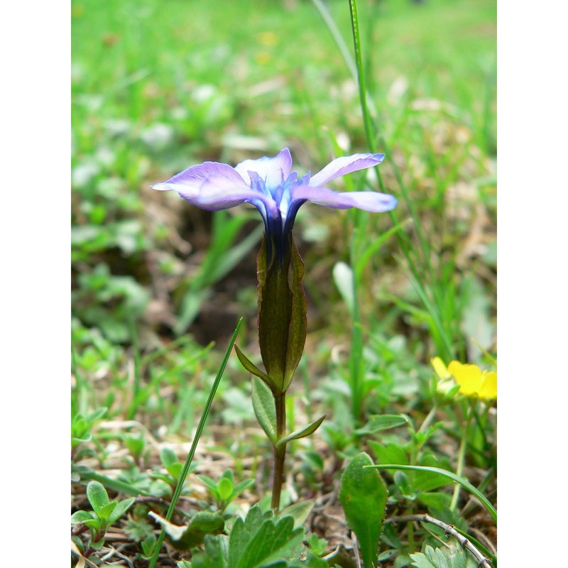 gentiana pumila jacq.