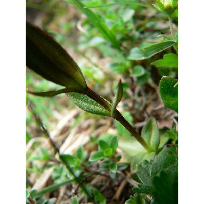 gentiana pumila jacq.