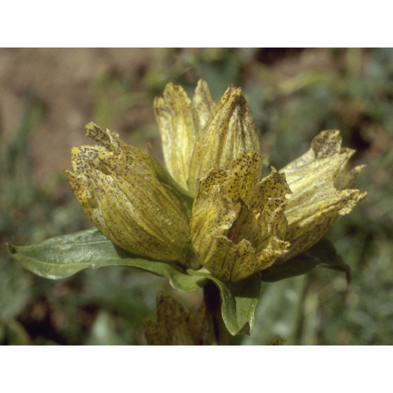 gentiana punctata l.