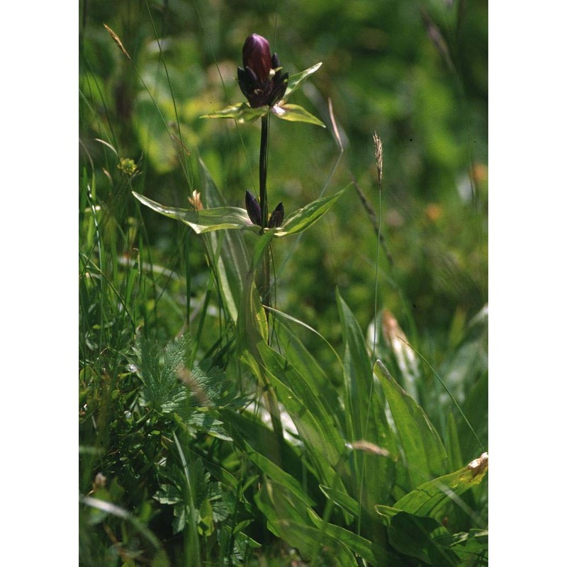 gentiana purpurea l.