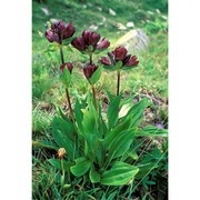 gentiana purpurea l.