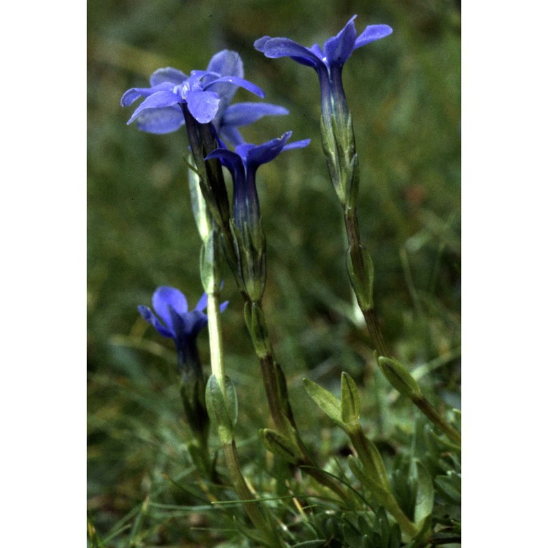 gentiana rostanii reut.