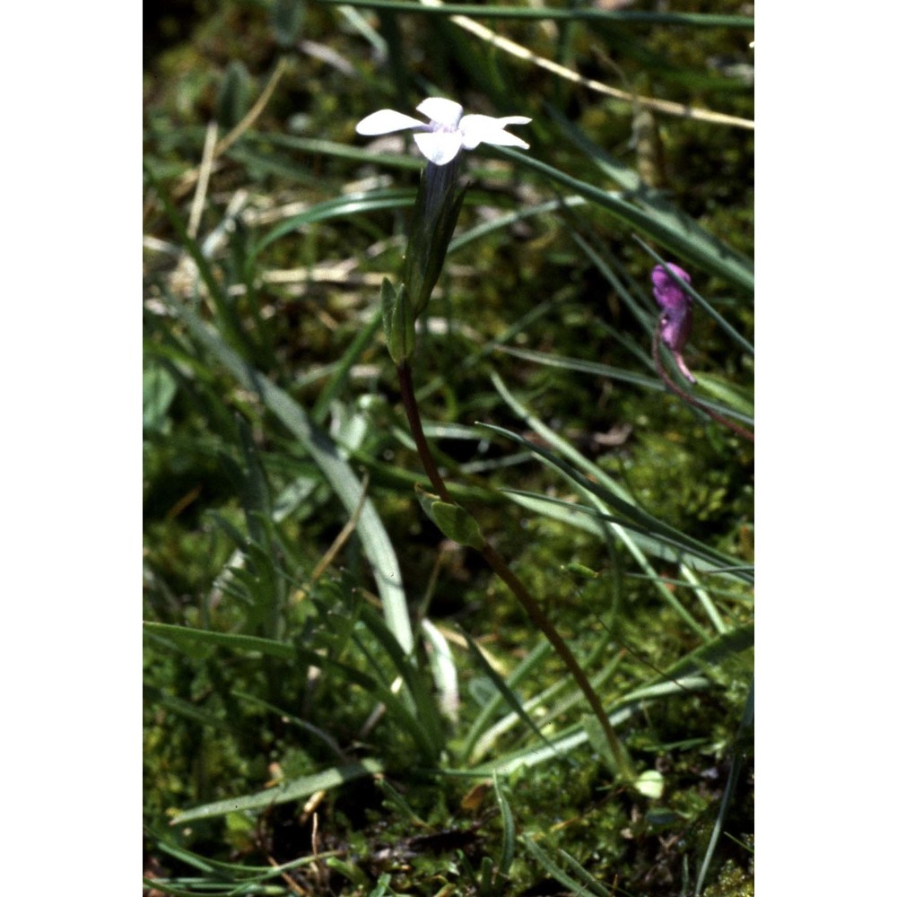 gentiana rostanii reut.