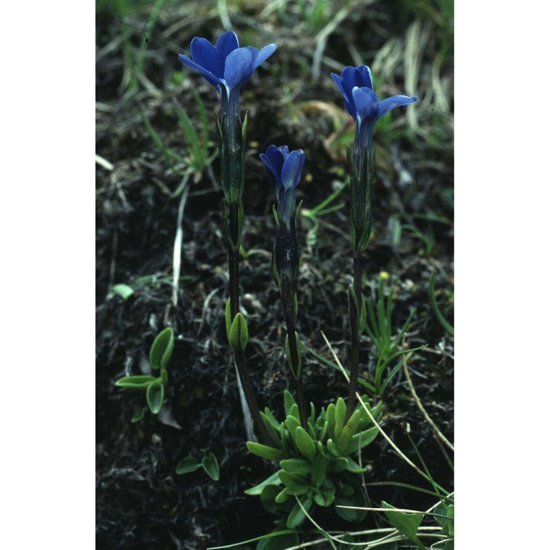 gentiana rostanii reut.