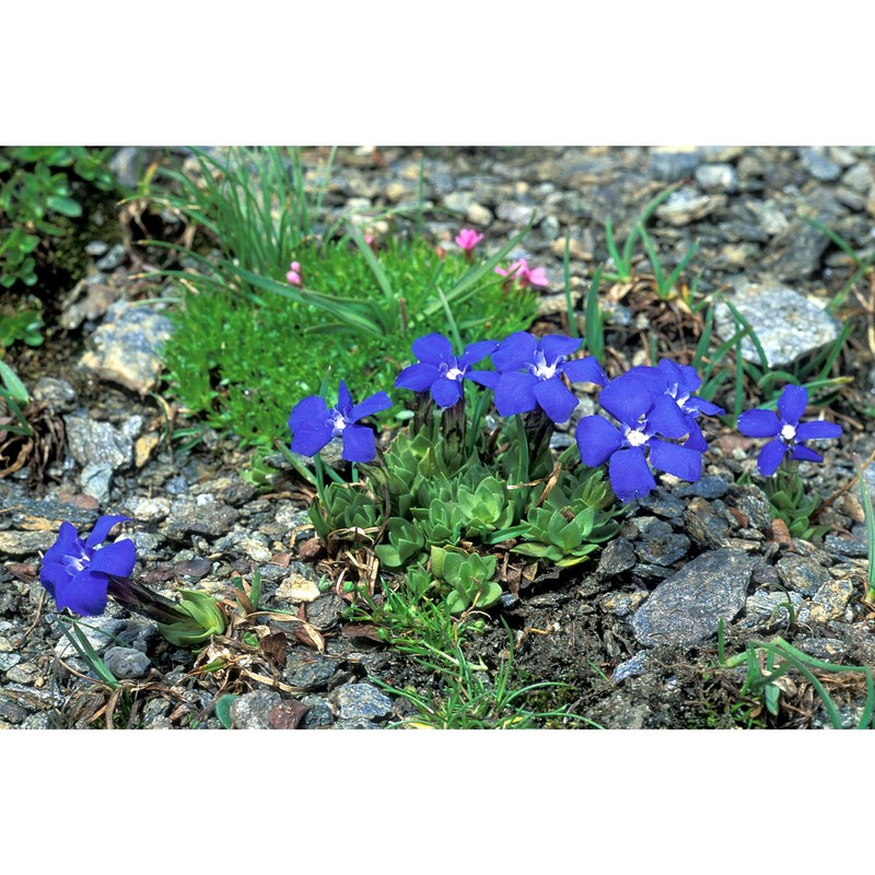 gentiana schleicheri (vacc.) kunz