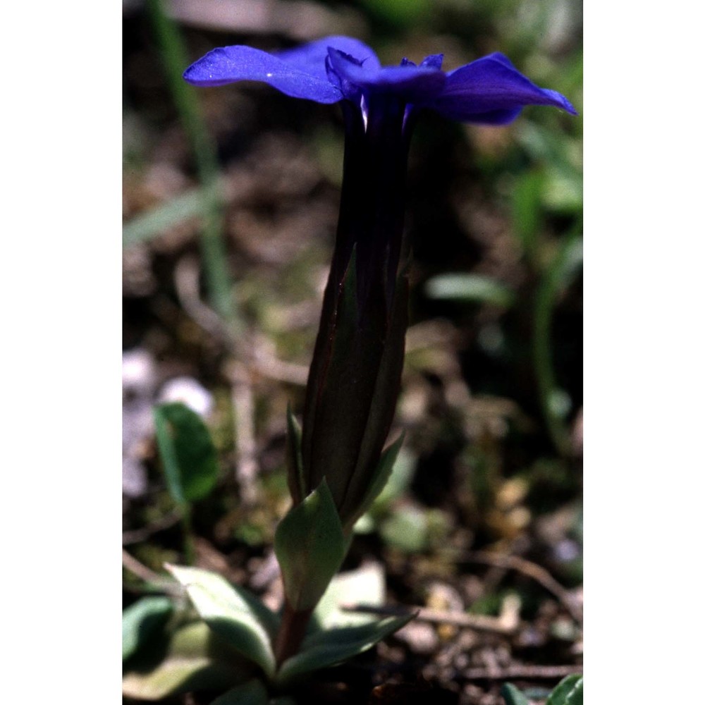 gentiana schleicheri (vacc.) kunz