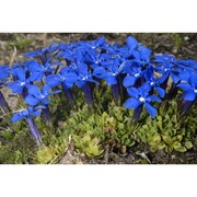 gentiana schleicheri (vacc.) kunz