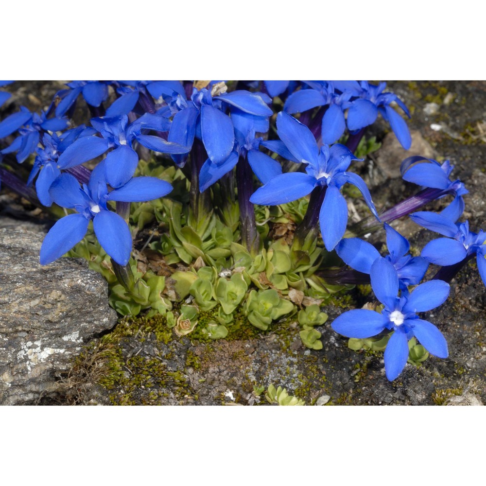 gentiana schleicheri (vacc.) kunz