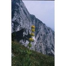 gentiana symphyandra murb.