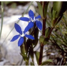 gentiana utriculosa l.