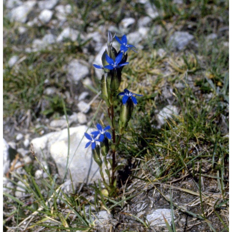 gentiana utriculosa l.