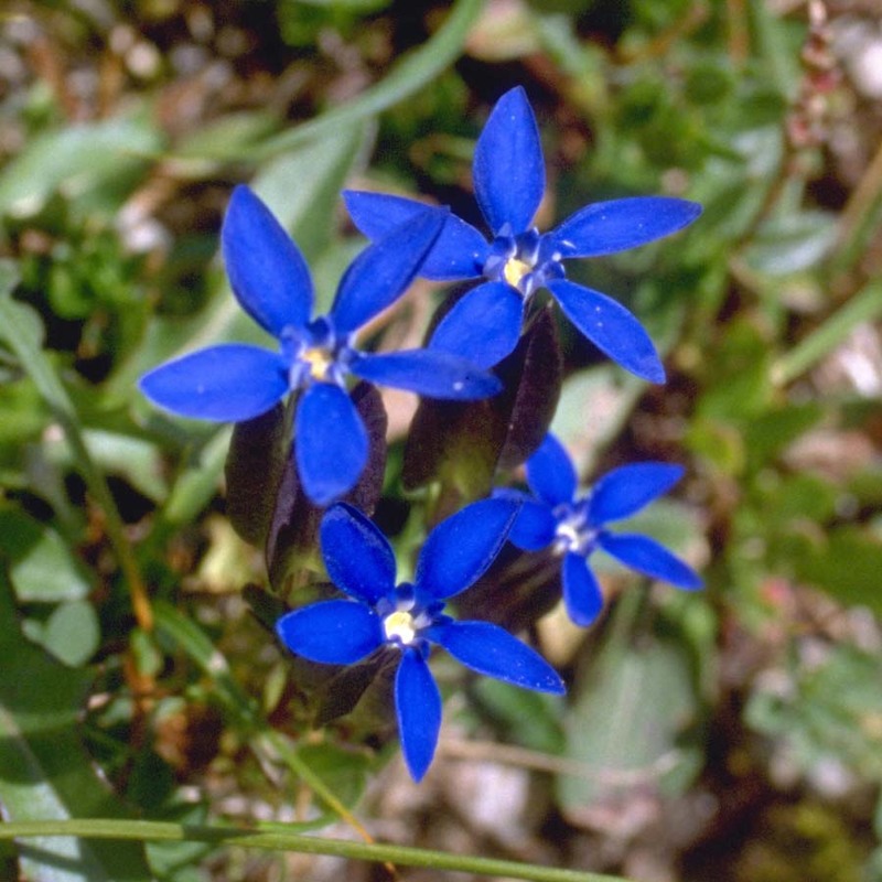 gentiana utriculosa l.