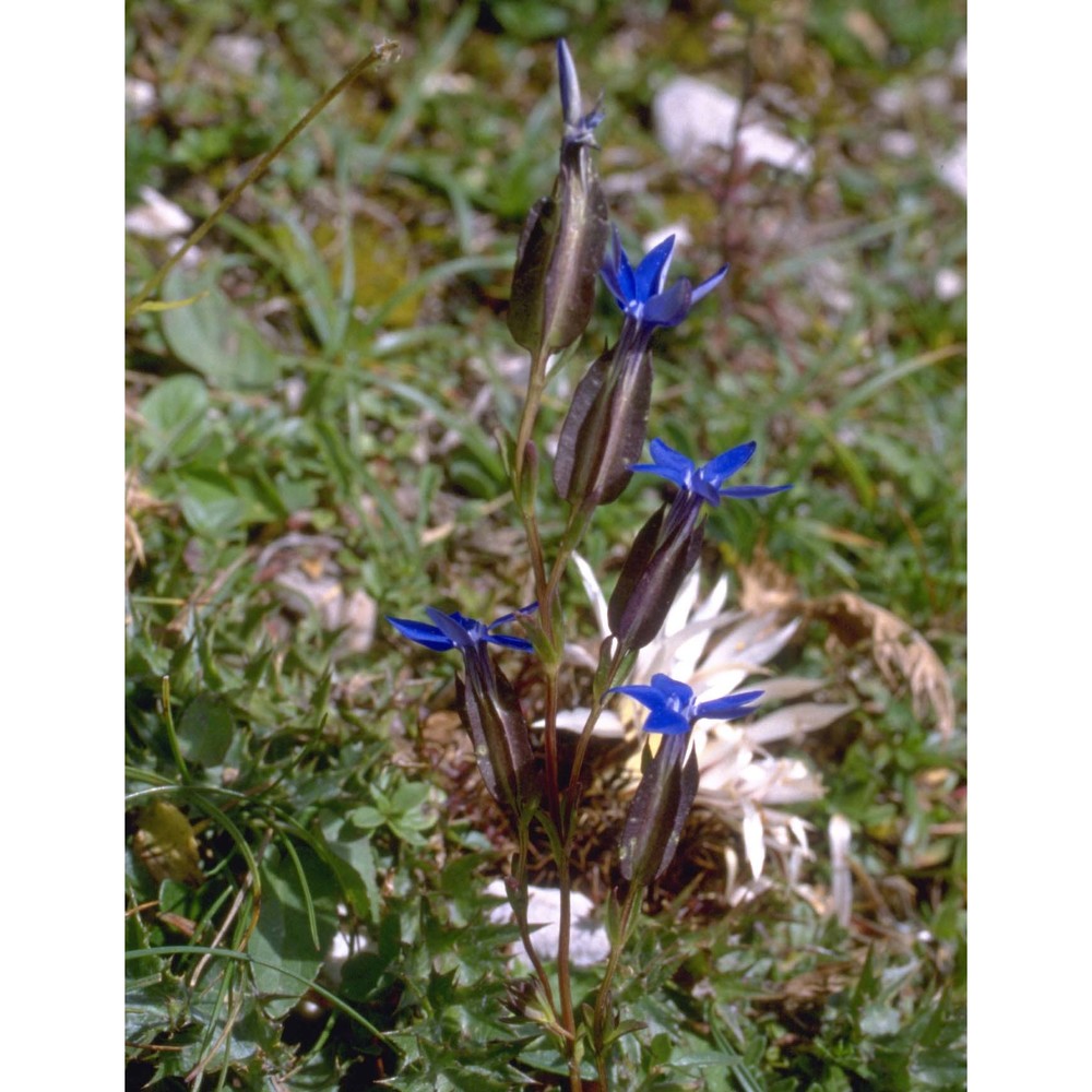 gentiana utriculosa l.