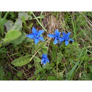 gentiana verna l.