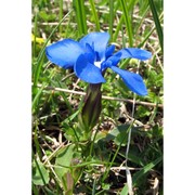 gentiana verna l.