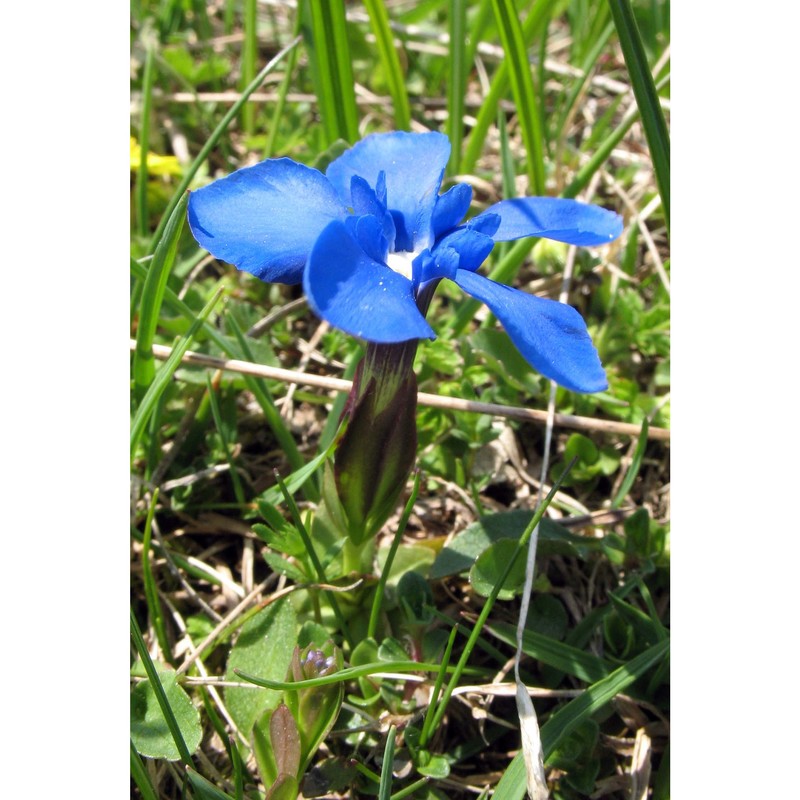 gentiana verna l.