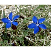 gentiana verna l.