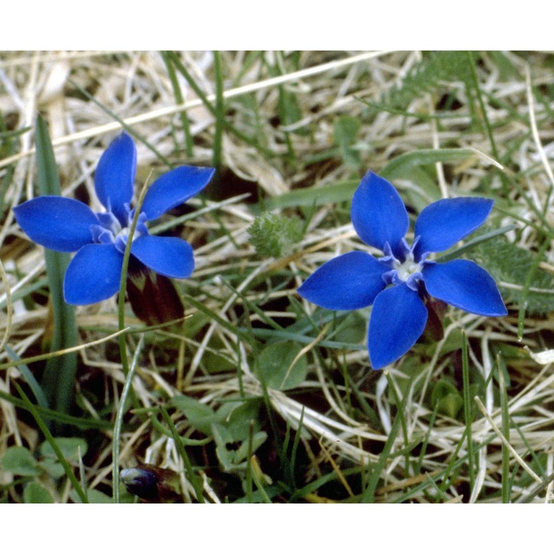 gentiana verna l.