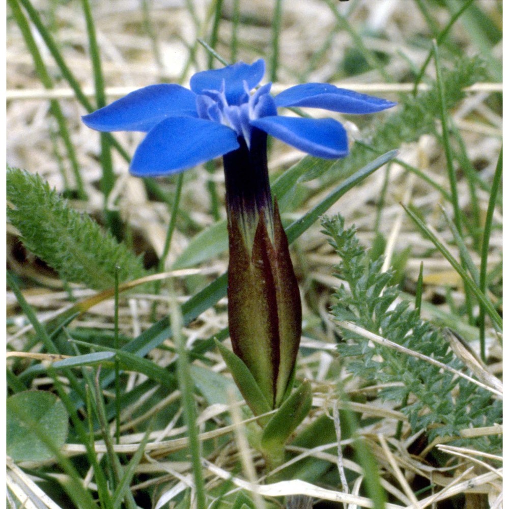 gentiana verna l.