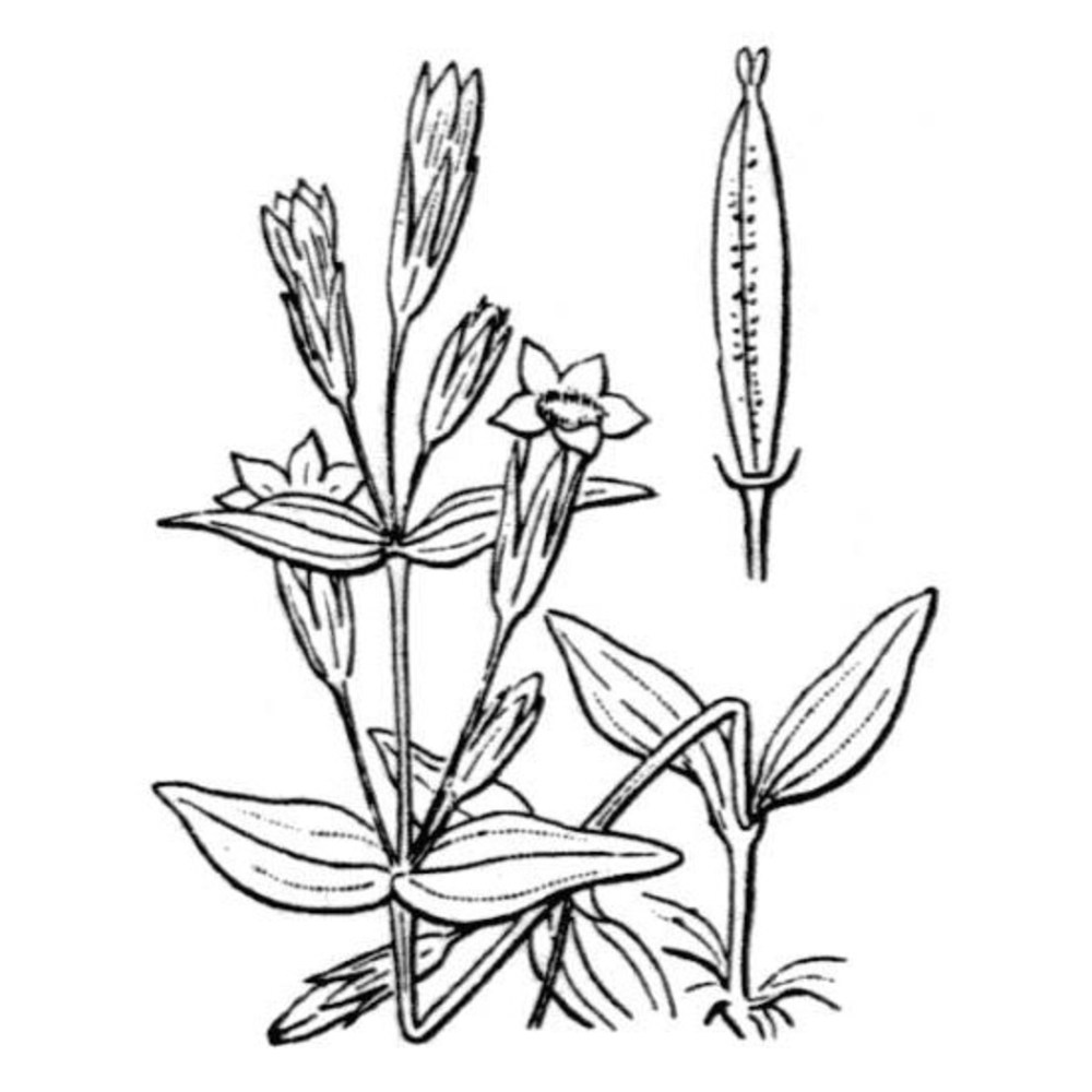 gentianella amarella (l.) börner