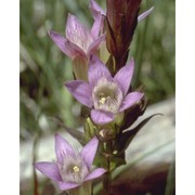 gentianella anisodonta (borbás) Á. löve. et d. löve