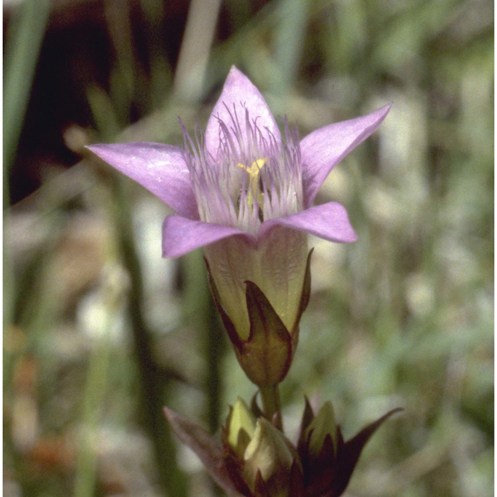 gentianella anisodonta (borbás) Á. löve. et d. löve