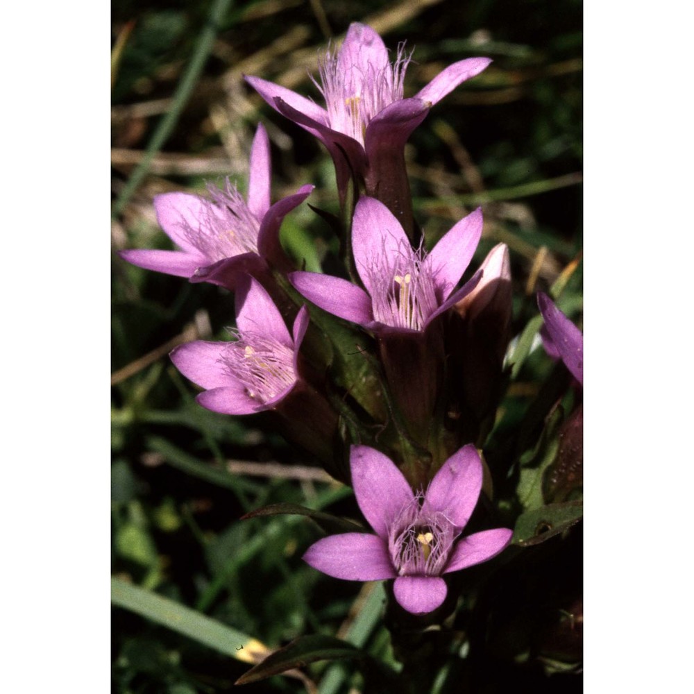 gentianella anisodonta (borbás) Á. löve. et d. löve