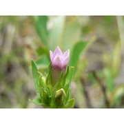 gentianella aspera (hegetschw. et heer) dostál ex skalický, chrtek et j. gill