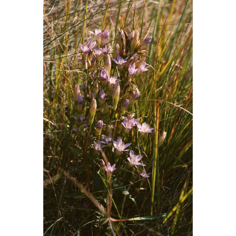 gentianella austriaca (a. kern et jos. kern.) holub