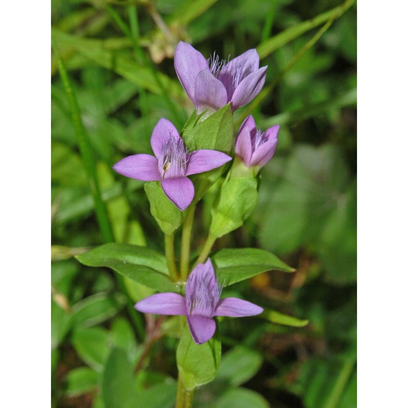 gentianella campestris (l.) börner