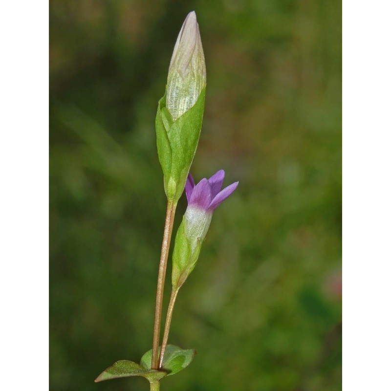 gentianella campestris (l.) börner