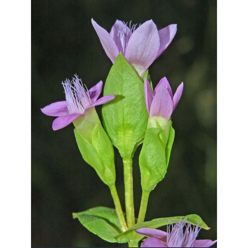 gentianella campestris (l.) börner